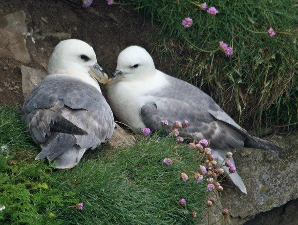 Странные, но эффективные механизмы защиты диких животных
