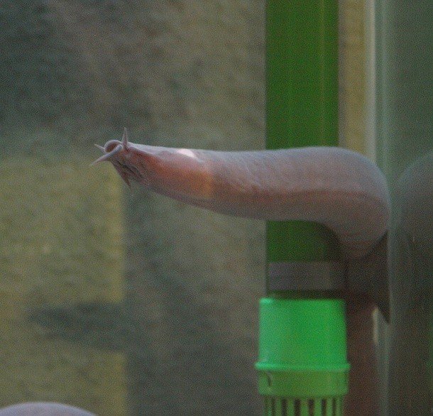 Странные, но эффективные механизмы защиты диких животных