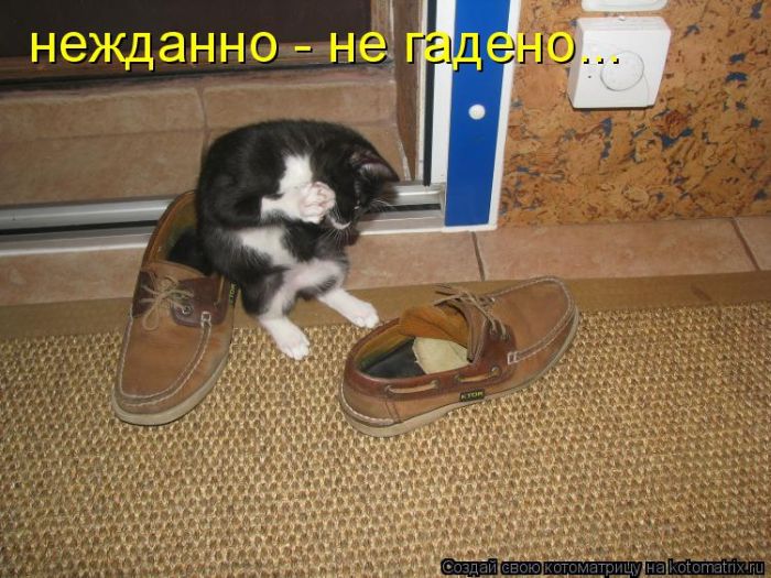 Забавные котоматрицы
