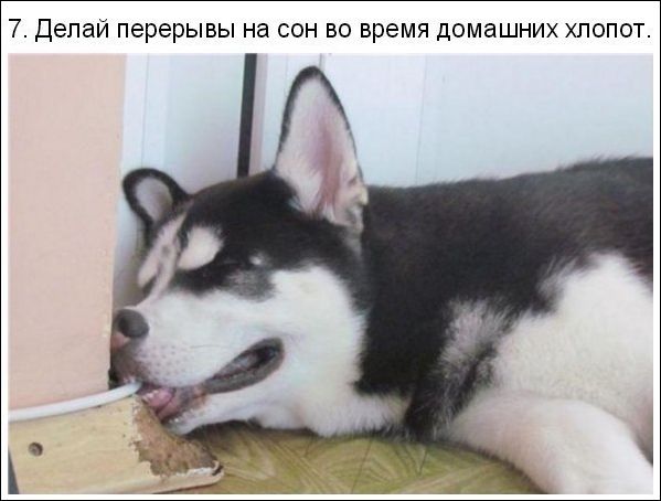 10 жизненных правил хаски