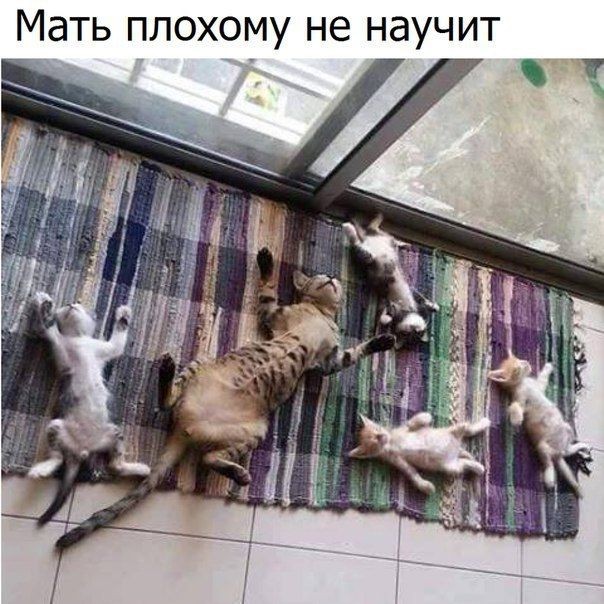 Подборка прикольных фото (104 фото)