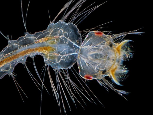 Конкурс микрофотографии Nikon Small World 2017