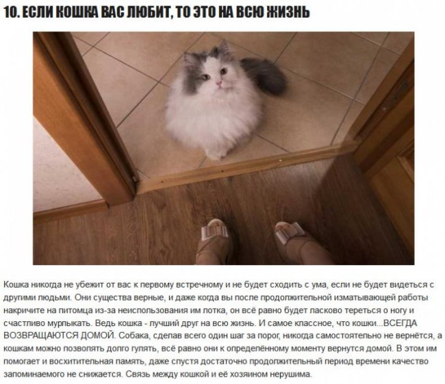 10 интересных фактов о кошках