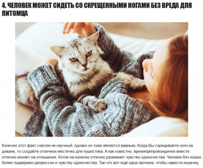 10 интересных фактов о кошках