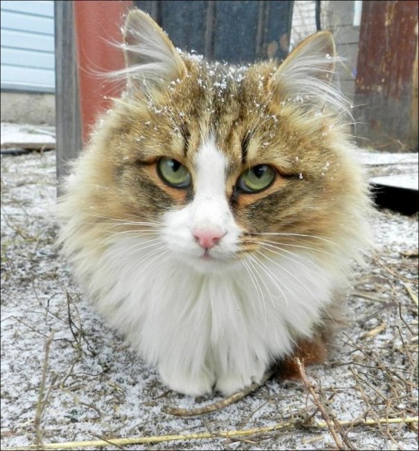 Сибирская "Кошландия"