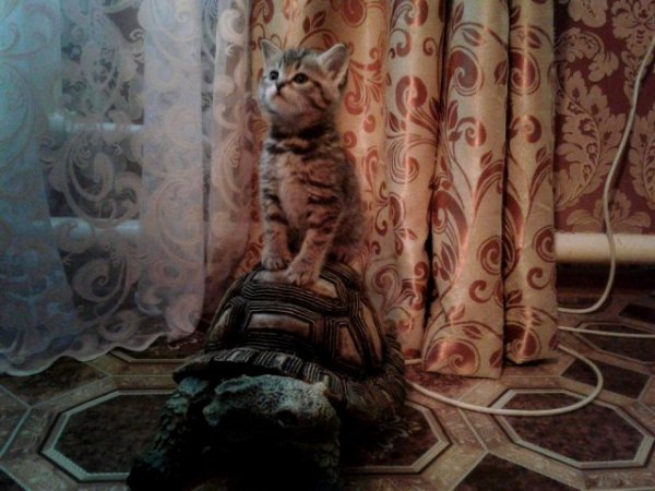 Картинки с котами и про котов