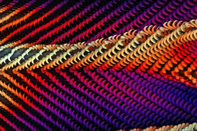 Конкурс микрофотографии Nikon Small World 2020