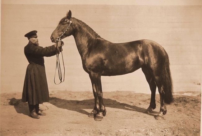 Выставка племенных лошадей в Москве 1896 года